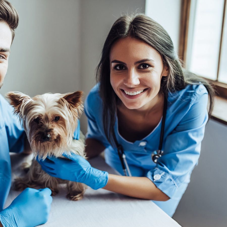 Handsome doctor veterinarian and his attractive assistant at vet clinic are examining little dog Yorkshire Terrier, smiling and looking at camera.